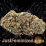 Sweet Mandarin Zkittlez XL Auto by Sweet Seeds Buy Weed Seeds at the lowest prices online
