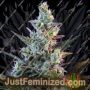 Sweet Skunk by Sweet Seeds Cannabis Seeds Discounted Cheapest Online