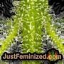Sweet Skunk by Sweet Seeds Find Cannabis Strains at the Lowest Price for Original Souvenir Packed Seeds