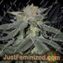 Lemon Venom by Cream of the Crop Cannabis Seeds For Sale at Just Feminized