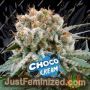 Choco Cream by Bigger Stronger Faster Marijuana Strain For Sale at Just Feminized Cannabis Seeds Bank