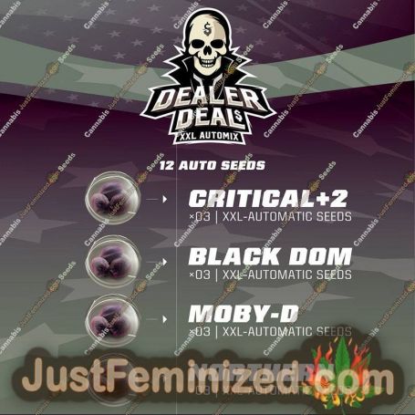 Dealer Deal XL Automix by Bigger Stronger Faster Marijuana Strain For Sale at Just Feminized Cannabis Seeds Bank