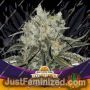 Double Cookies by Bigger Stronger Faster Marijuana Strain For Sale at Just Feminized Cannabis Seeds Bank