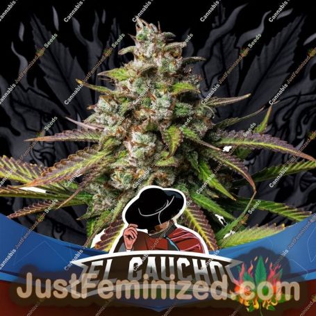 El Gaucho Fast V by Bigger Stronger Faster Marijuana Strain For Sale at Just Feminized Cannabis Seeds Bank