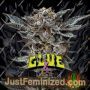 Gorilla Glue 4 by Bigger Stronger Faster Marijuana Strain For Sale at Just Feminized Cannabis Seeds Bank