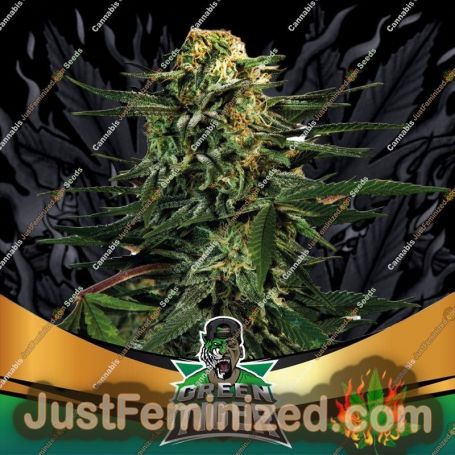 Green Tiger Fast V by Bigger Stronger Faster Marijuana Strain For Sale at Just Feminized Cannabis Seeds Bank