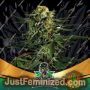 Green Tiger Fast V by Bigger Stronger Faster Marijuana Strain For Sale at Just Feminized Cannabis Seeds Bank
