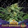 Lebron Haze XXL Auto by Bigger Stronger Faster Marijuana Strain For Sale at Just Feminized Cannabis Seeds Bank