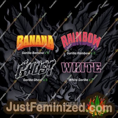 Mix Gorilla Familia by Bigger Stronger Faster Marijuana Strain For Sale at Just Feminized Cannabis Seeds Bank