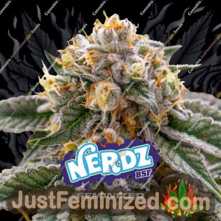 Nerdz by Bigger Stronger Faster Marijuana Strain For Sale at Just Feminized Cannabis Seeds Bank