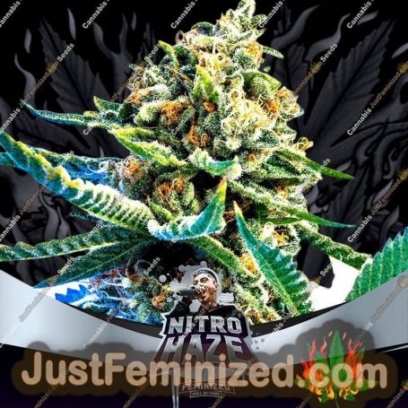 Nitro Haze by Bigger Stronger Faster Marijuana Strain For Sale at Just Feminized Cannabis Seeds Bank