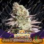 Orange Blossom by Bigger Stronger Faster Marijuana Strain For Sale at Just Feminized Cannabis Seeds Bank