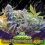 Pineapple Larry OG by Bigger Stronger Faster Marijuana Strain For Sale at Just Feminized Cannabis Seeds Bank