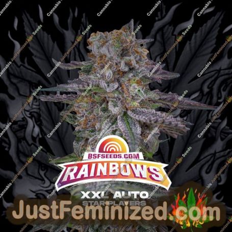 Rainbows XXL Auto by Bigger Stronger Faster Marijuana Strain For Sale at Just Feminized Cannabis Seeds Bank