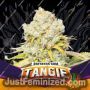 Tangie by Bigger Stronger Faster Marijuana Strain For Sale at Just Feminized Cannabis Seeds Bank
