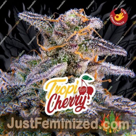 Tropicherry by Bigger Stronger Faster Marijuana Strain For Sale at Just Feminized Cannabis Seeds Bank