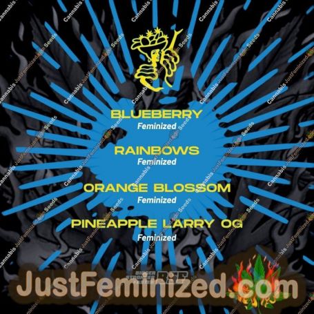 Tutti Frutti Feminized Mix by Bigger Stronger Faster Marijuana Strain For Sale at Just Feminized Cannabis Seeds Bank