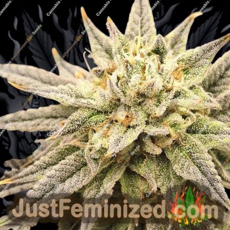 Jelly Donutz strain Auto by Double Seeds Marijuana Strain For Sale at Just Feminized Cannabis Seeds Bank