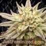 Jelly Donutz strain Auto by Double Seeds Marijuana Strain For Sale at Just Feminized Cannabis Seeds Bank