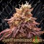 Berry Moonrocks XL by Double Seeds Marijuana Strain For Sale at Just Feminized Cannabis Seeds Bank