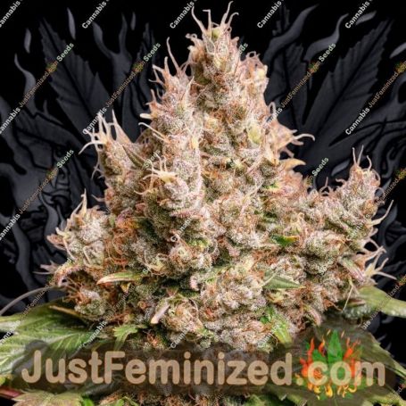 Red Tropicana Cookies Auto by Dutch Passion Marijuana Strain For Sale at Just Feminized Cannabis Seeds Bank