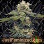 Black Magic Auto by Mavericks Genetics Marijuana Strain For Sale at Just Feminized Cannabis Seeds Bank