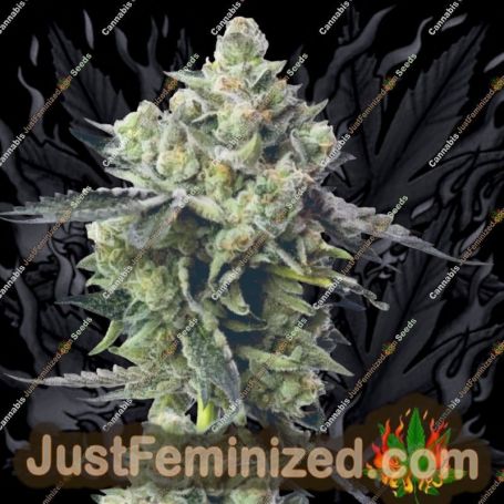 Blue Zushi by Mavericks Genetics Marijuana Strain For Sale at Just Feminized Cannabis Seeds Bank
