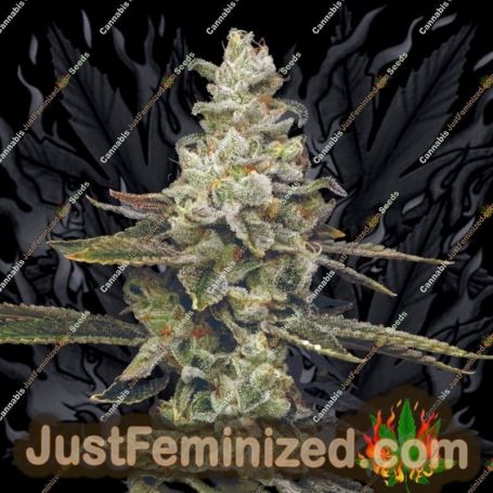 Citronella Sunrize Auto by Mavericks Genetics Marijuana Strain For Sale at Just Feminized Cannabis Seeds Bank
