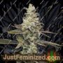 Citronella Sunrize Auto by Mavericks Genetics Marijuana Strain For Sale at Just Feminized Cannabis Seeds Bank