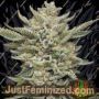 Marathon OG by Mavericks Genetics Marijuana Strain For Sale at Just Feminized Cannabis Seeds Bank