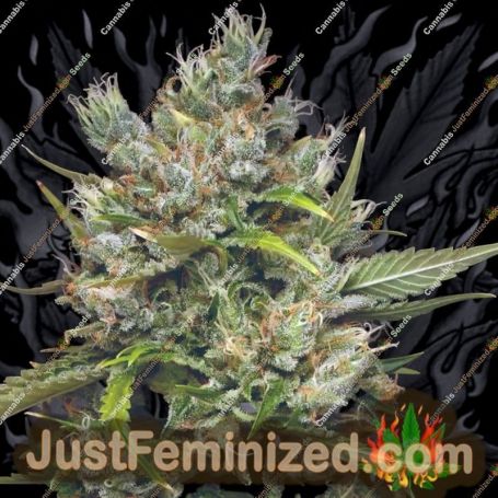 Permanent Marker by Mavericks Genetics Marijuana Strain For Sale at Just Feminized Cannabis Seeds Bank