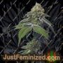 RS11 by Mavericks Genetics Marijuana Strain For Sale at Just Feminized Cannabis Seeds Bank
