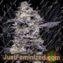 Twix Milkshake by Mavericks Genetics Marijuana Strain For Sale at Just Feminized Cannabis Seeds Bank