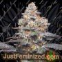Zerealz by Mavericks Genetics Marijuana Strain For Sale at Just Feminized Cannabis Seeds Bank