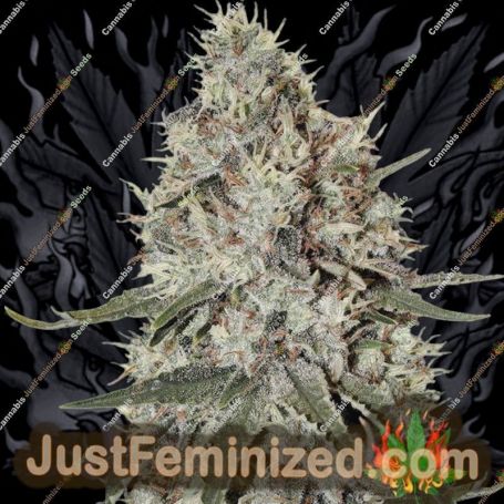 La Catedral by Narcos Seedbank Marijuana Strain For Sale at Just Feminized Cannabis Seeds Bank