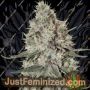 La Catedral by Narcos Seedbank Marijuana Strain For Sale at Just Feminized Cannabis Seeds Bank