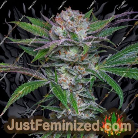 Sabraso Cherry by Narcos Seedbank Marijuana Strain For Sale at Just Feminized Cannabis Seeds Bank