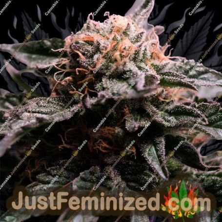 Banana Fumes by Original Sensible Seeds Marijuana Strain For Sale at Just Feminized Cannabis Seeds Bank