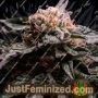 Banana Fumes by Original Sensible Seeds Marijuana Strain For Sale at Just Feminized Cannabis Seeds Bank