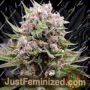 Cotton Berry Rush Auto by Original Sensible Seeds Marijuana Strain For Sale at Just Feminized Cannabis Seeds Bank