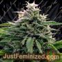 Creamzilla Auto by Original Sensible Seeds Marijuana Strain For Sale at Just Feminized Cannabis Seeds Bank