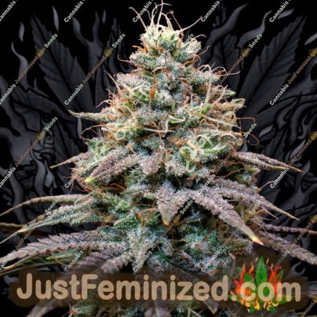 Fumepop Auto by Original Sensible Seeds Marijuana Strain For Sale at Just Feminized Cannabis Seeds Bank