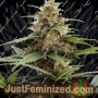 Orange Ooze by Original Sensible Seeds Marijuana Strain For Sale at Just Feminized Cannabis Seeds Bank