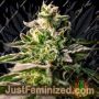 Zingatsu by Original Sensible Seeds Marijuana Strain For Sale at Just Feminized Cannabis Seeds Bank