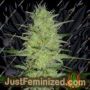 Pretty Lights by Cream of the Crop Cannabis Seeds For Sale at Just Feminized