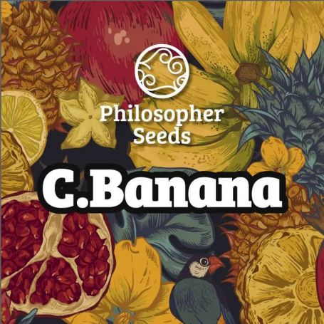 CBanana by Philosopher Seeds Marijuana Strain For Sale at Just Feminized Cannabis Seeds Bank