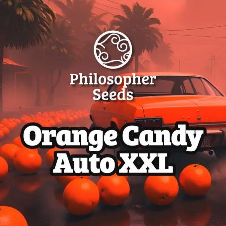 Orange Candy XXL Auto by Philosopher Seeds Marijuana Strain For Sale at Just Feminized Cannabis Seeds Bank