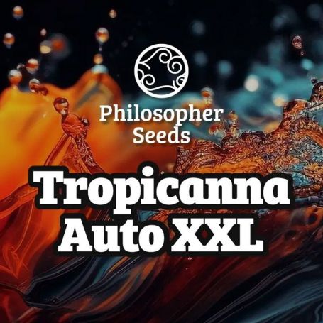 Tropicanna Auto XXL by Philosopher Seeds Marijuana Strain For Sale at Just Feminized Cannabis Seeds Bank