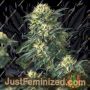 Anesthesia x Runtz by Pyramid Seeds Marijuana Strain For Sale at Just Feminized Cannabis Seeds Bank