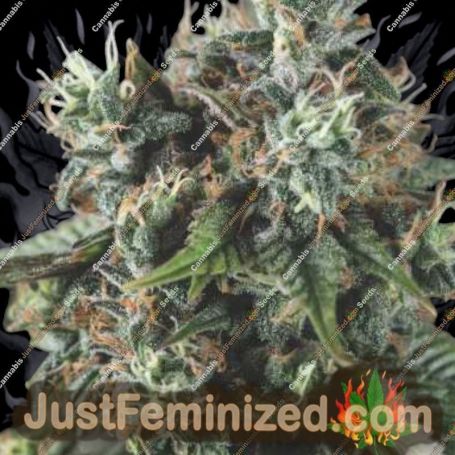 DoSiDos Auto by Pyramid Seeds Marijuana Strain For Sale at Just Feminized Cannabis Seeds Bank